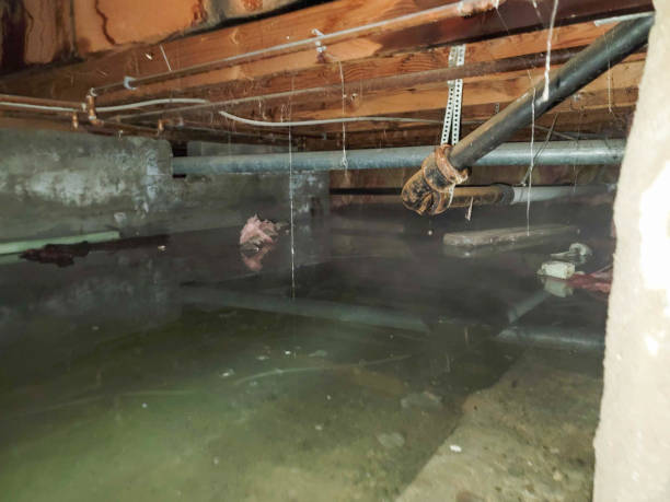 Best Local water damage restoration  in Lake Junaluska, NC